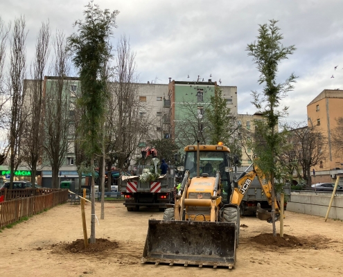 plantació arbrat arbres (3)
