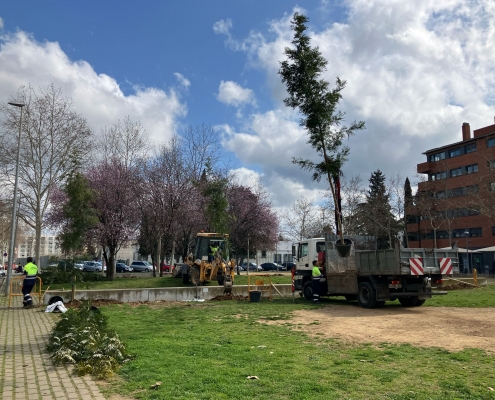 ARBRAT MASSANA ARBRES (6)