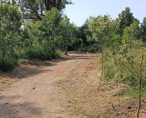 CAMÍ DE LA BASSA D'EN QUIRZE (1)