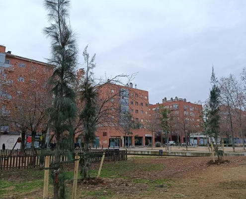 ARBRAT PLANTACIÓ (2)
