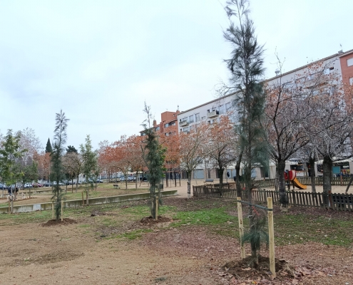 ARBRAT PLANTACIÓ (3)