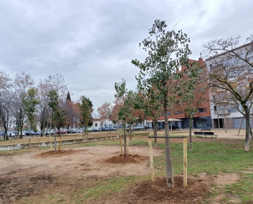 ARBRAT PLANTACIÓ (6)