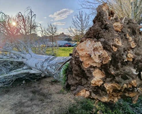 VENTADA SALT ARBRE I EQUPAMENTS (7)